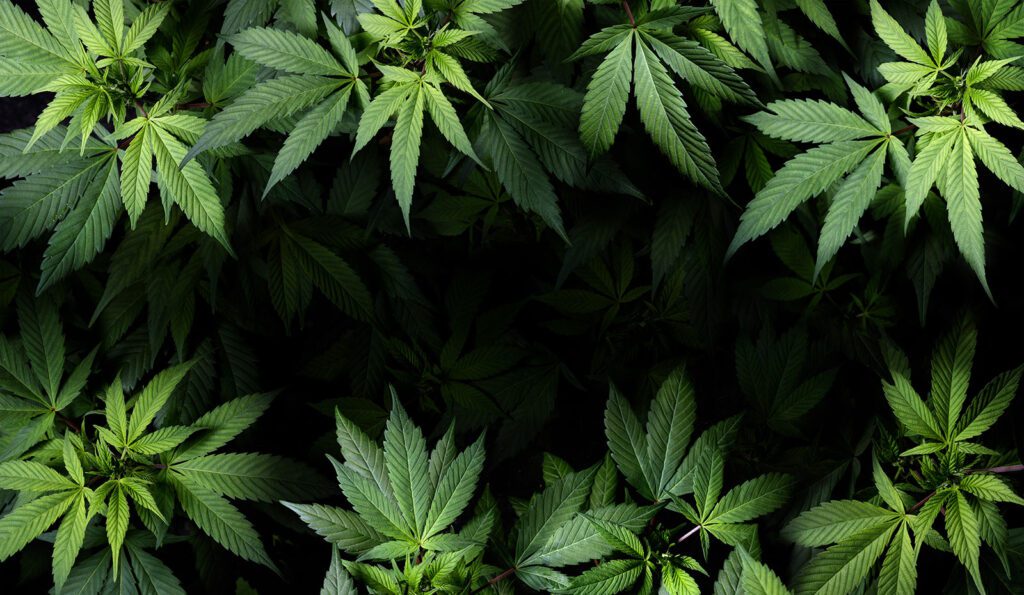 marijuana clones, marijuana seeds, cannabis