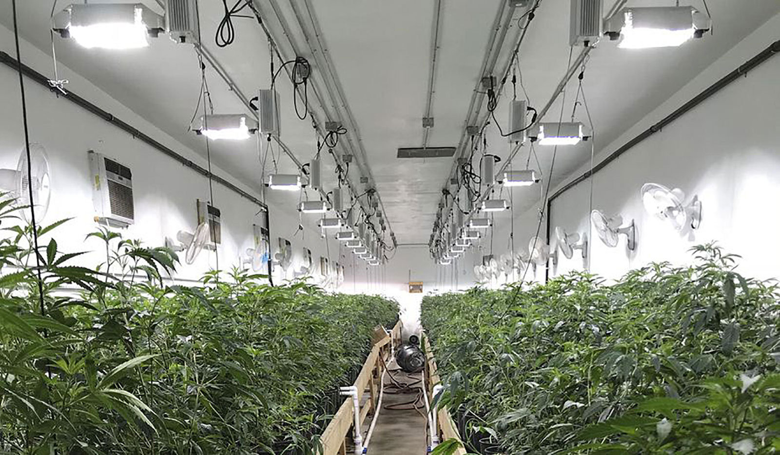 cannabis cultivation, grow Oklahoma, marijuana clones, marijuana seeds, Emerald Treez