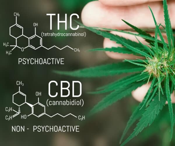 thc-cbd-cannabis